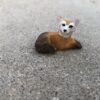 Miniature Fox