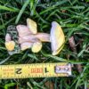 Yellow Mushroom Group Display (7)