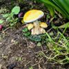 Yellow Mushroom Group Display (8)